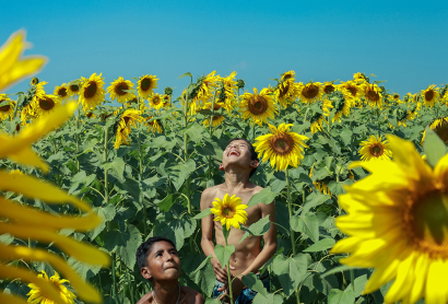 Smile Of Sunflowers