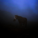 Horse in the dusk