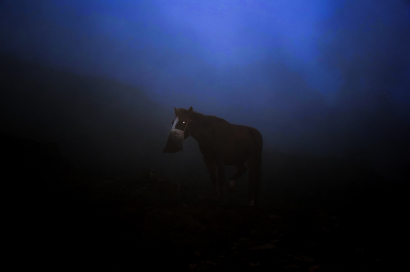 Horse in the dusk