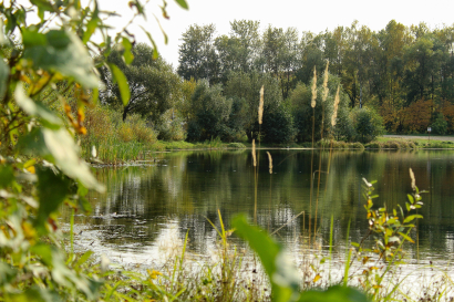 Pond in the autumn forest