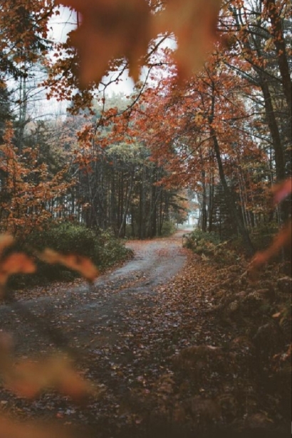 صورة الخريف من الغابة