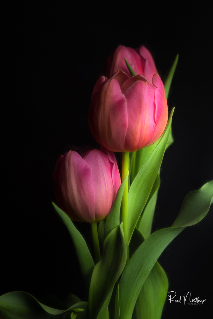 Simple Tulip 