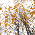 leaves-floating-overhead