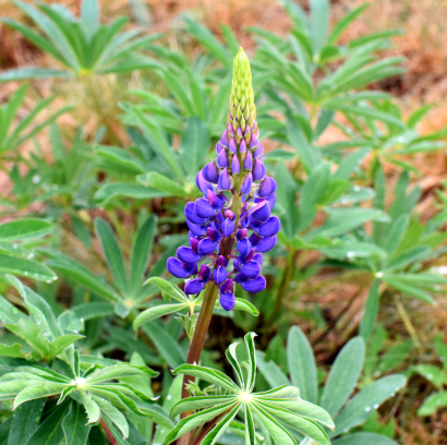 Blue lupine in the morning dew...