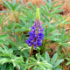 Blue lupine in the morning dew.