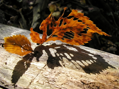 Butterfly - autumn.