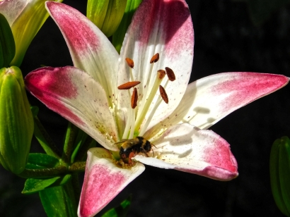 Bee on a flower bloom