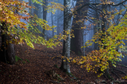Misty fog in the woodland