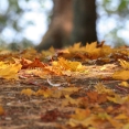 autumn-forest-floor