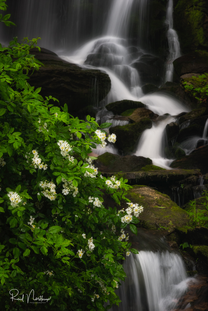Seven Falls with Mountain Laurel
