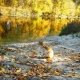 Ginger cat in the autumn forest