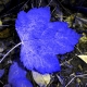 Blue Maple Leaf