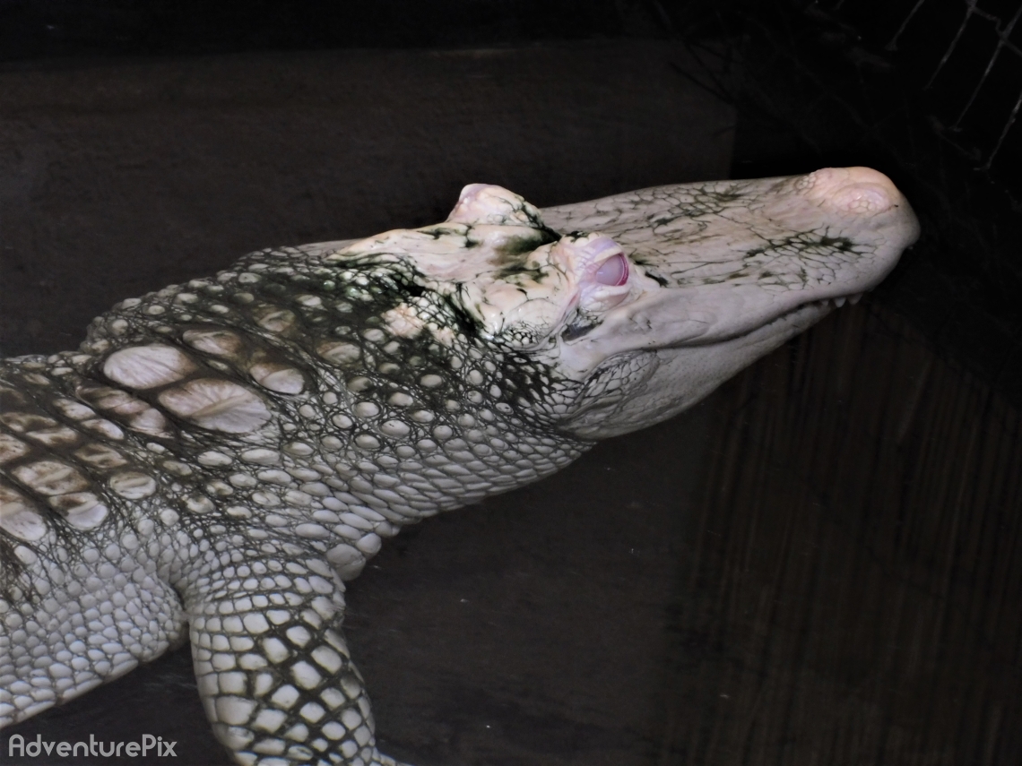 Albino crocodile