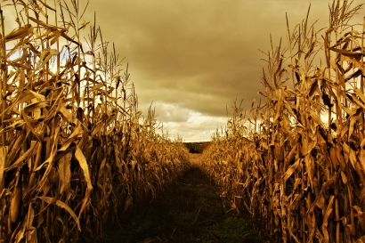 Autumn Fields of Corn