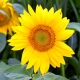 Sunflowers. Summer afternoon.Little sun