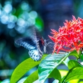 beauty-of-butterfly