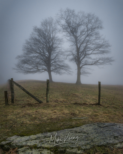 Twin Trees in Fog