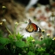 Beauty of butterfly