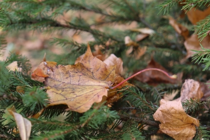 Autumn fir tree