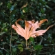 Fallen leaf 
