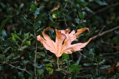 Fallen leaf 