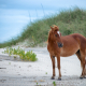 Wild Colonial Spanish Mustangs Outer Banks