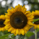 Sunflower w Bee