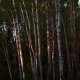 Poplars in light