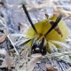 Strange Yellow and Black Caterpillar