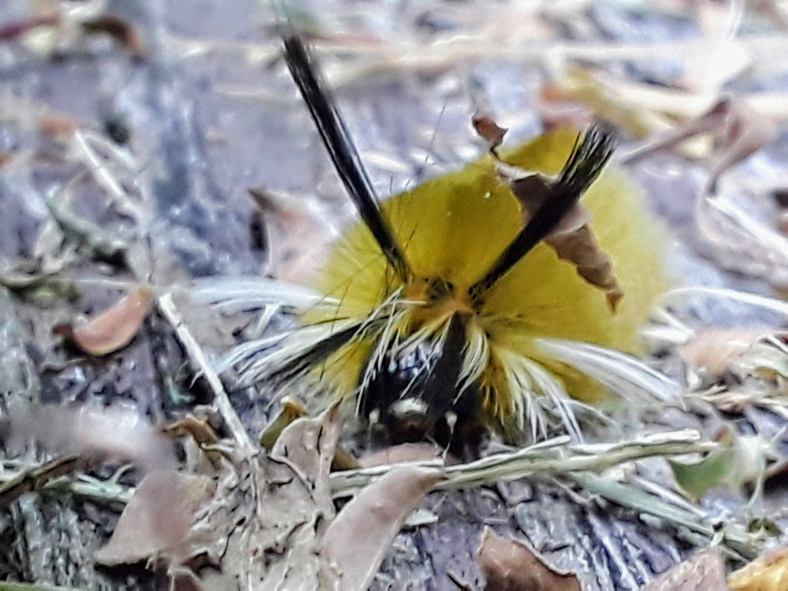 Strange Yellow and Black Caterpillar