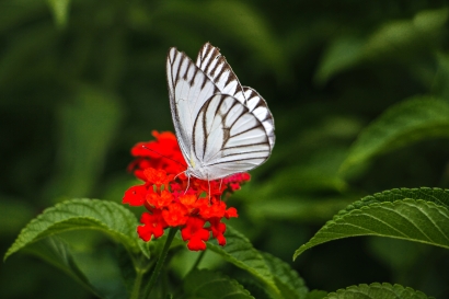 Beauty of butterfly