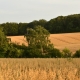Landscape. Wheat field.