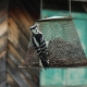 Woodpecker on the feeder