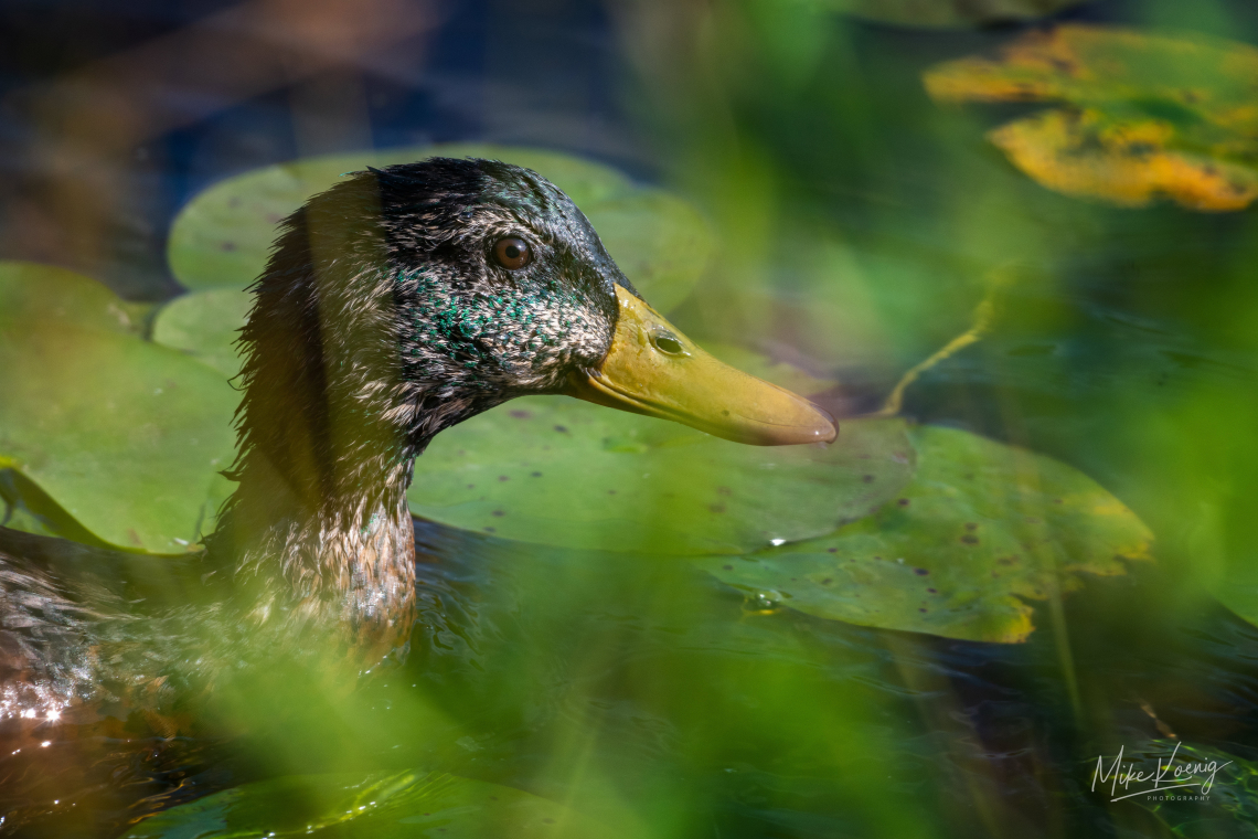 Juvenile Mallard Duck