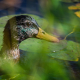 Juvenile Mallard Duck