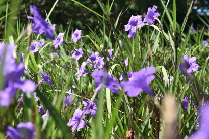 Violet Blooms