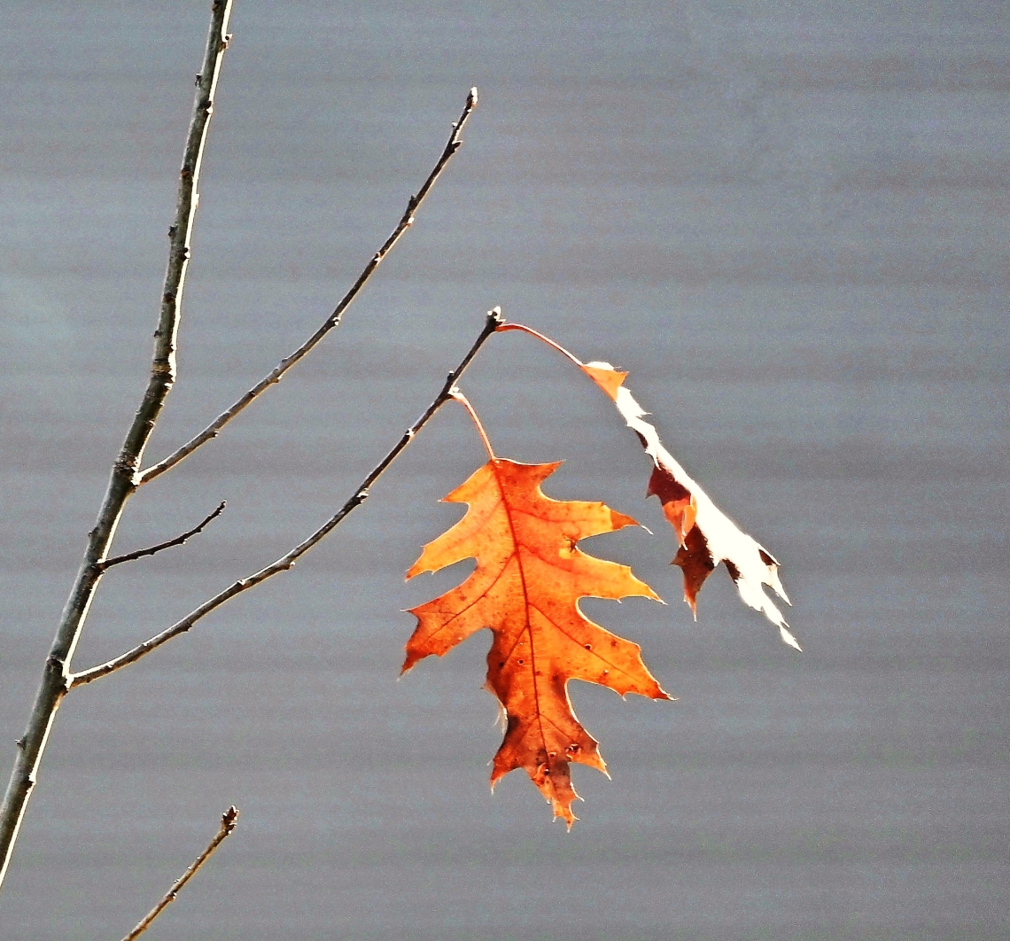 Fall Leave