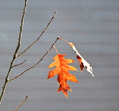 Fall Leave