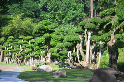 Fairy Tree Garden