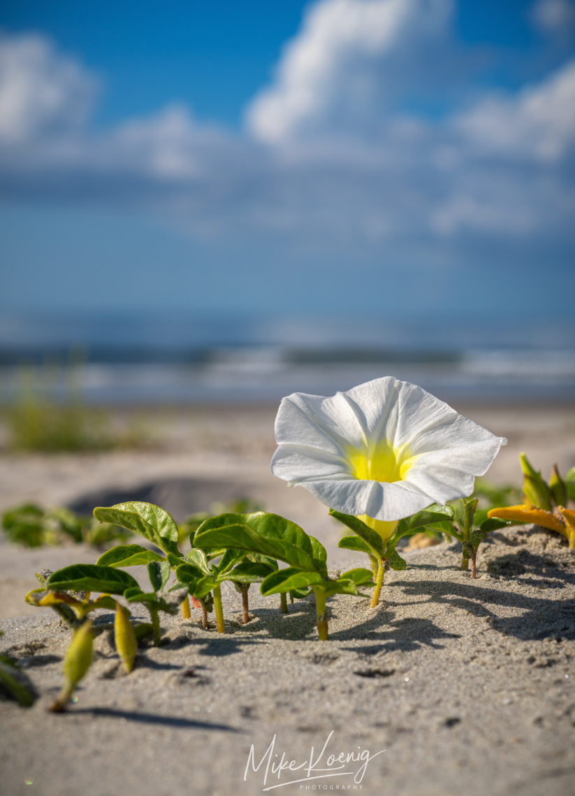 Folly Beach South Carolina Wild Flowers