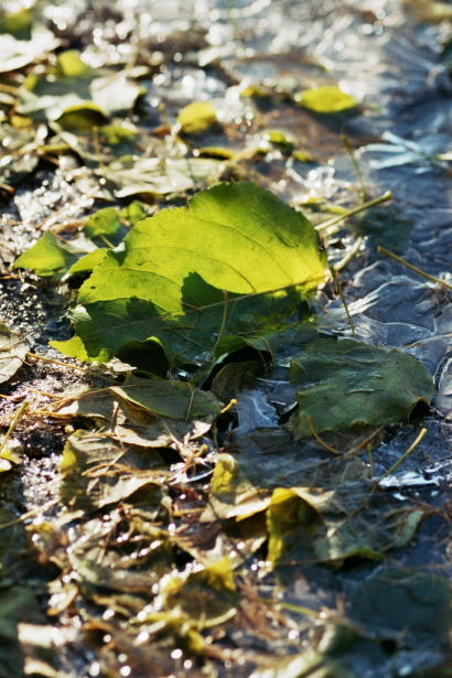 Last green autumn leafs in ice