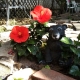 Bear and flowers