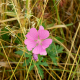 Pink flower on a grassy field.