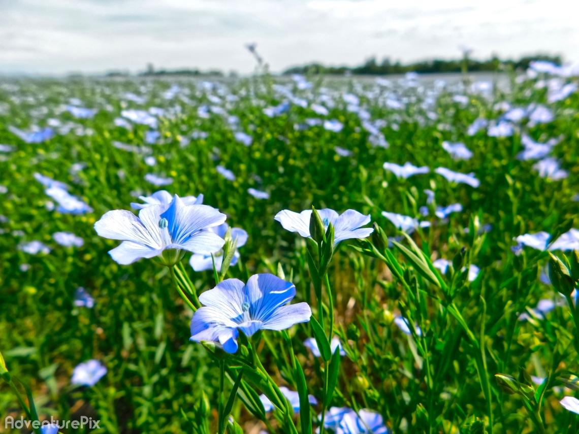 Flax field in full bloom
