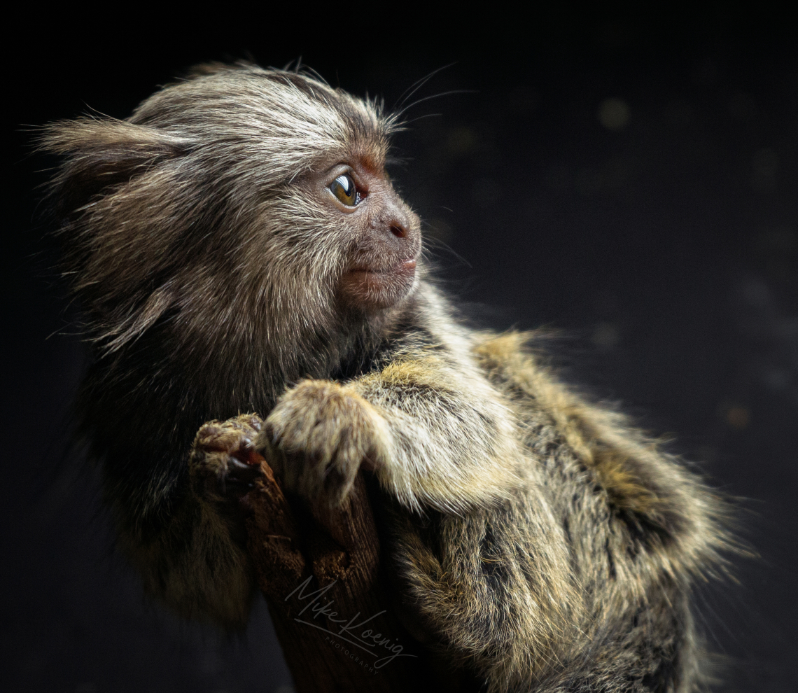 Baby Marmoset on Branch
