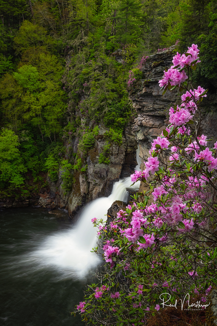 Linvile Falls with blooming rhododendrons 