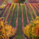 Autumn vineyards