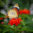 beauty-of-butterfly