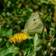 Pieris Rapae Butterfly
