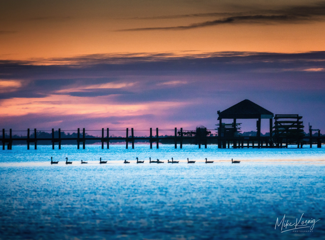 Outer Banks Ducks Sunset Sound Side